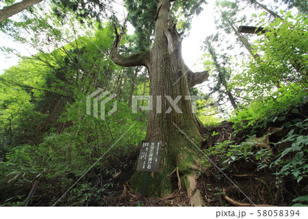 御岳山 天狗の腰掛け杉 御岳山 天狗の腰掛け杉 58058394