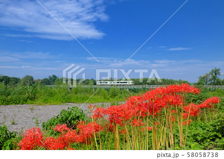 彼岸花と列車 58058738