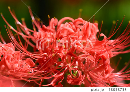 色鮮やかな彼岸花 色鮮やかな彼岸花 58058753
