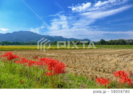 田園と彼岸花 58058780