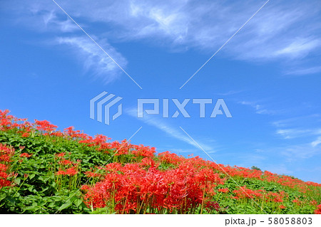 土手に咲く彼岸花 58058803