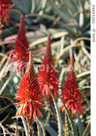 満開のキダチアロエの写真素材