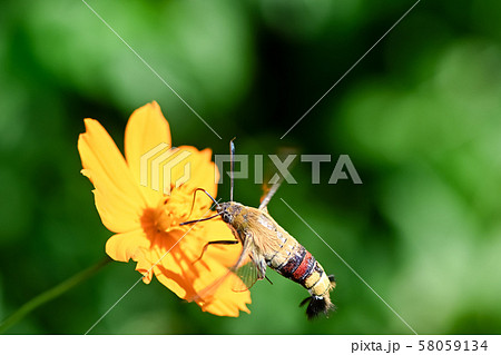 オオスカシバ 58059134