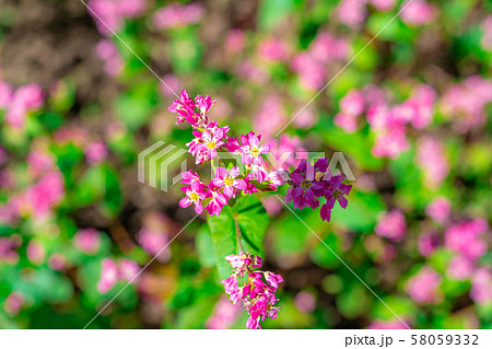 赤そばの花　【長野県】 58059332