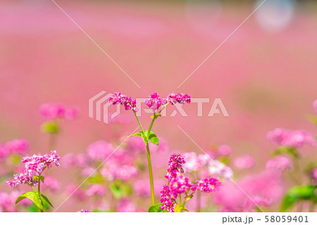 赤そばの花 【長野県】 赤そばの花 【長野県】 58059401