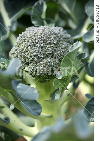 ブロッコリー（家庭菜園） 58059713