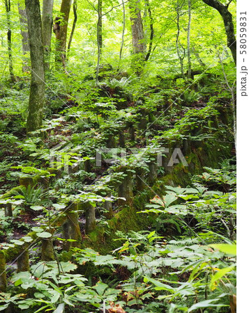 苔むした階段 58059831