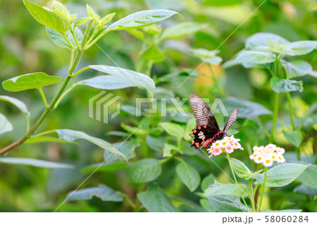 ベニモンアゲハ ベニモンアゲハ 58060284