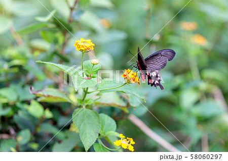 ベニモンアゲハ 58060297