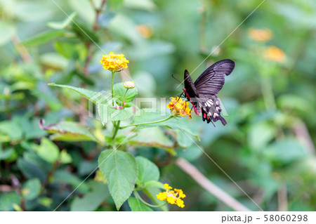 ベニモンアゲハ ベニモンアゲハ 58060298