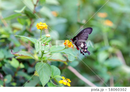 ベニモンアゲハ ベニモンアゲハ 58060302