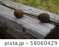 公園のベンチの上にあった２つの松ぼっくり 58060429