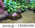 箱根　池 58060496