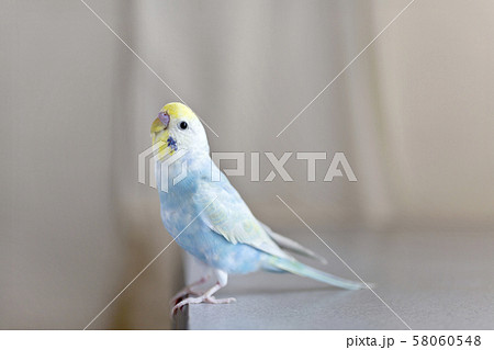 セキセイインコ 58060548