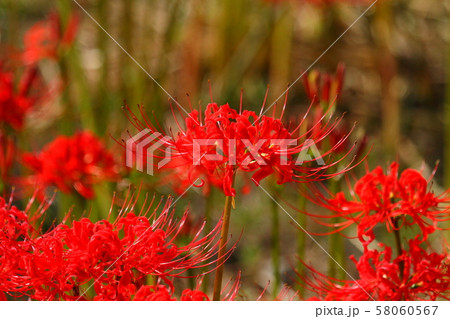 彼岸花201909297d9 58060567