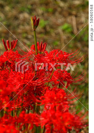 彼岸花201909297d10 58060568