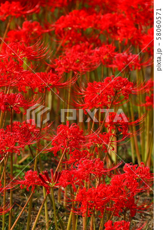 彼岸花201909297d12 彼岸花201909297d12 58060571