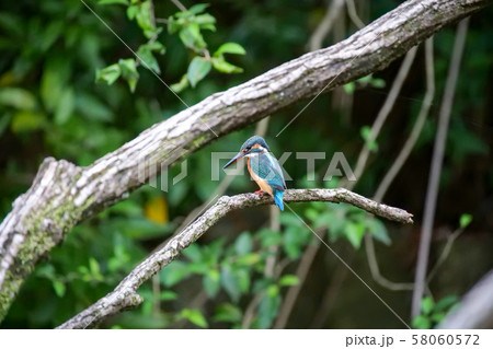 カワセミ 58060572