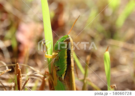 コバネイナゴ 58060728
