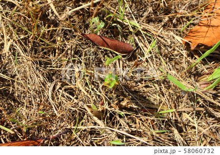 コバネイナゴ 58060732