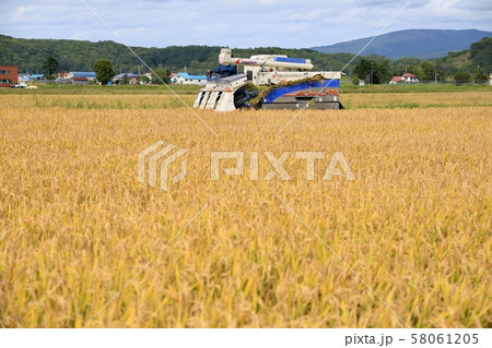 稲刈り Rice reaping 58061205
