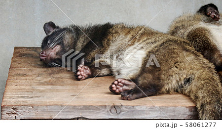 爆睡のハクビシン 爆睡のハクビシン 58061277