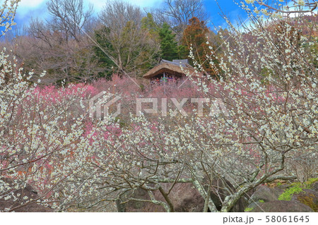 【茨城県】筑波山 梅まつり 【茨城県】筑波山 梅まつり 58061645