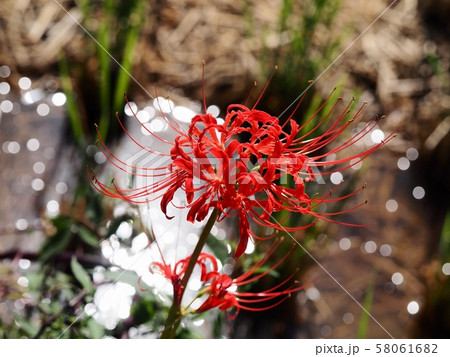 ヒガンバナ 彼岸花 曼珠沙華 ヒガンバナ 彼岸花 曼珠沙華 58061682