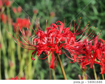 ヒガンバナ 彼岸花 曼珠沙華 ヒガンバナ 彼岸花 曼珠沙華 58061686