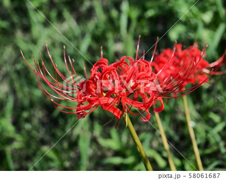 ヒガンバナ　彼岸花　曼珠沙華 58061687