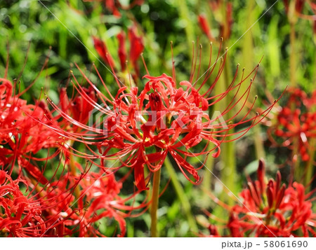 ヒガンバナ 彼岸花 曼珠沙華 ヒガンバナ 彼岸花 曼珠沙華 58061690