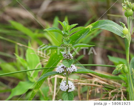 ニホンハッカ(ホクト) ニホンハッカ(ホクト) 58061925