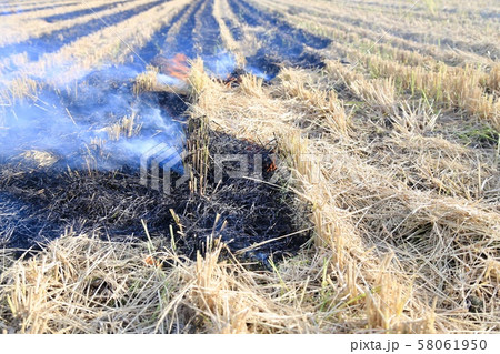 わら燃やし わら焼き 58061950