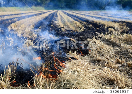 わら燃やし わら焼き 58061957