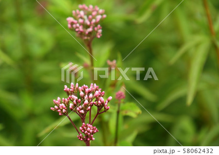 秋の七草フジバカマ 58062432