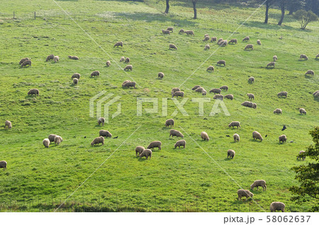 牧場 動物 家畜 58062637