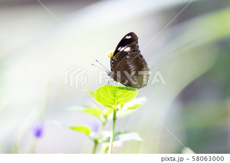 花の蜜を吸うかわいい蝶々 58063000