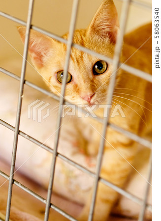 Cat 58063540