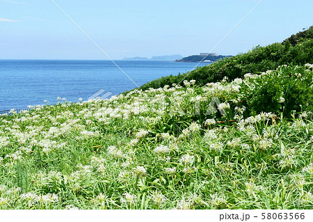 浜木綿群生地 58063566