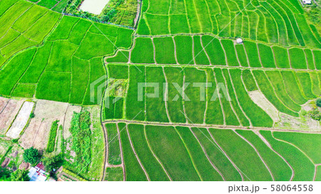 Green rice fields from above in Pai Green rice fields from above in Pai 58064558