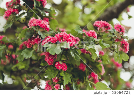 Beautiful pink flowers on branches in blue sky. 58064722