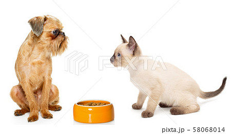 Kitten and puppy with a bowl of dry food 58068014