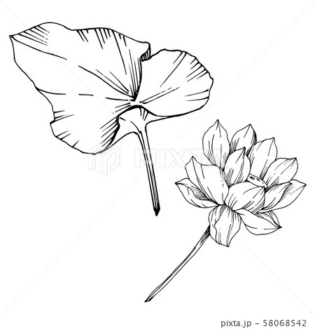 Vector Lotus floral botanical flower. Black and white engraved ink art. Isolated lotus illustration 58068542