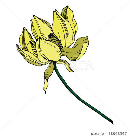 Vector Lotus floral botanical flower. Black and white engraved ink art. Isolated lotus illustration 58068547