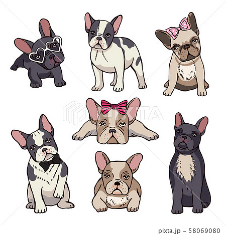 Funny puppies of french bulldog 58069080