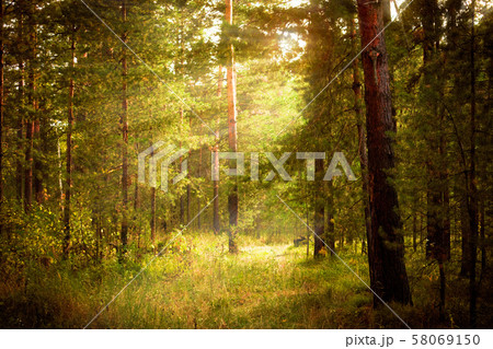 Magical autumn forest landscape. Sunrays in morning. Magical autumn forest landscape. Sunrays in morning. 58069150