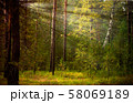 Magical autumn forest landscape. Sunrays in morning. 58069189