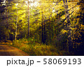 Magical autumn forest landscape. Sunrays in morning. 58069193