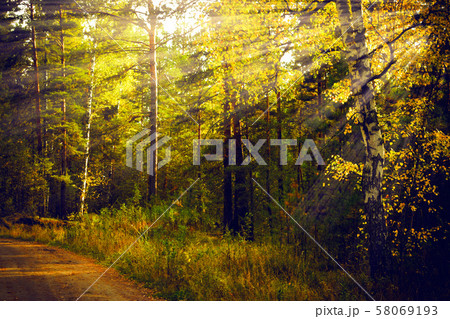 Magical autumn forest landscape. Sunrays in morning. Magical autumn forest landscape. Sunrays in morning. 58069193