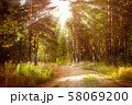 Magical autumn forest landscape. Sunrays in morning. 58069200
